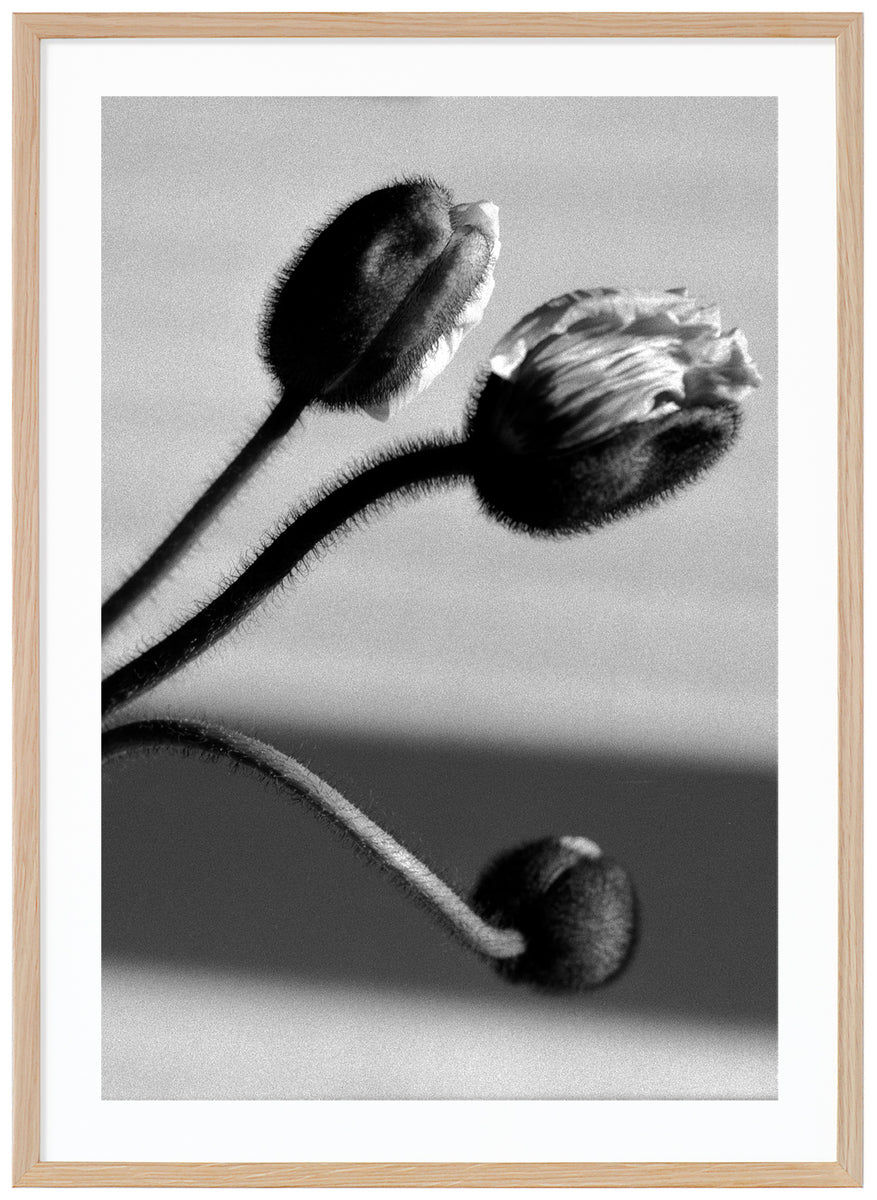Poppy Posters Picture Mat 100x140