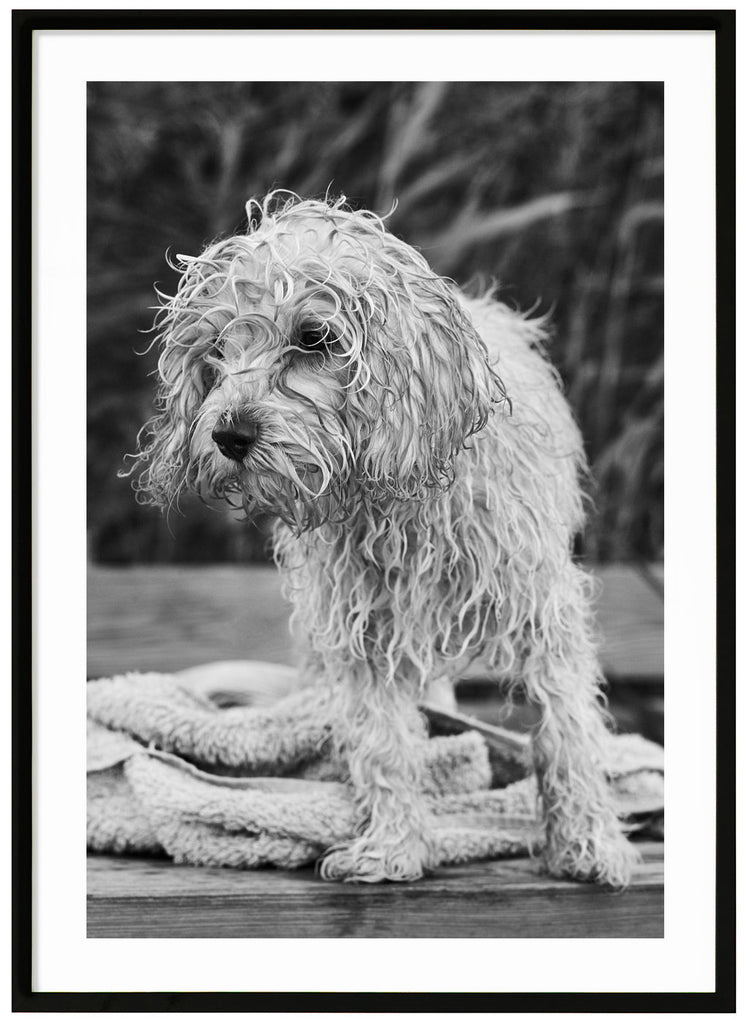 Black and white posters of wet dog on a jetty. Sharp in the background. Black frame. 