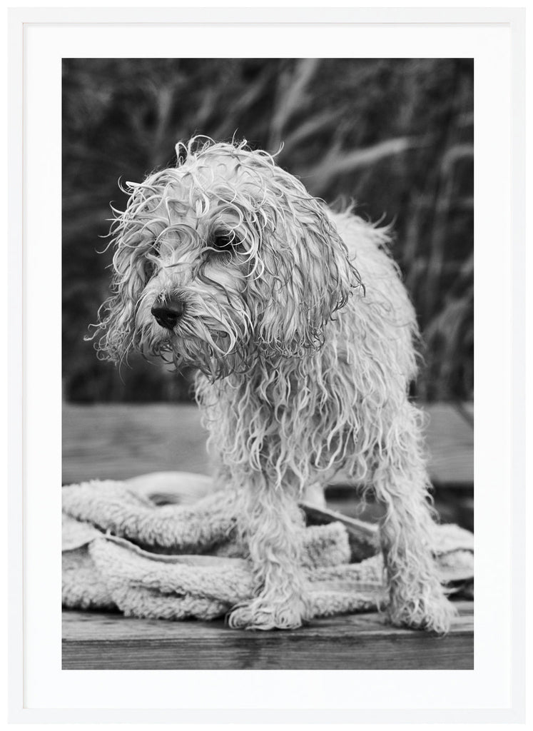 Black and white posters of wet dog on a jetty. Sharp in the background. White frame. 